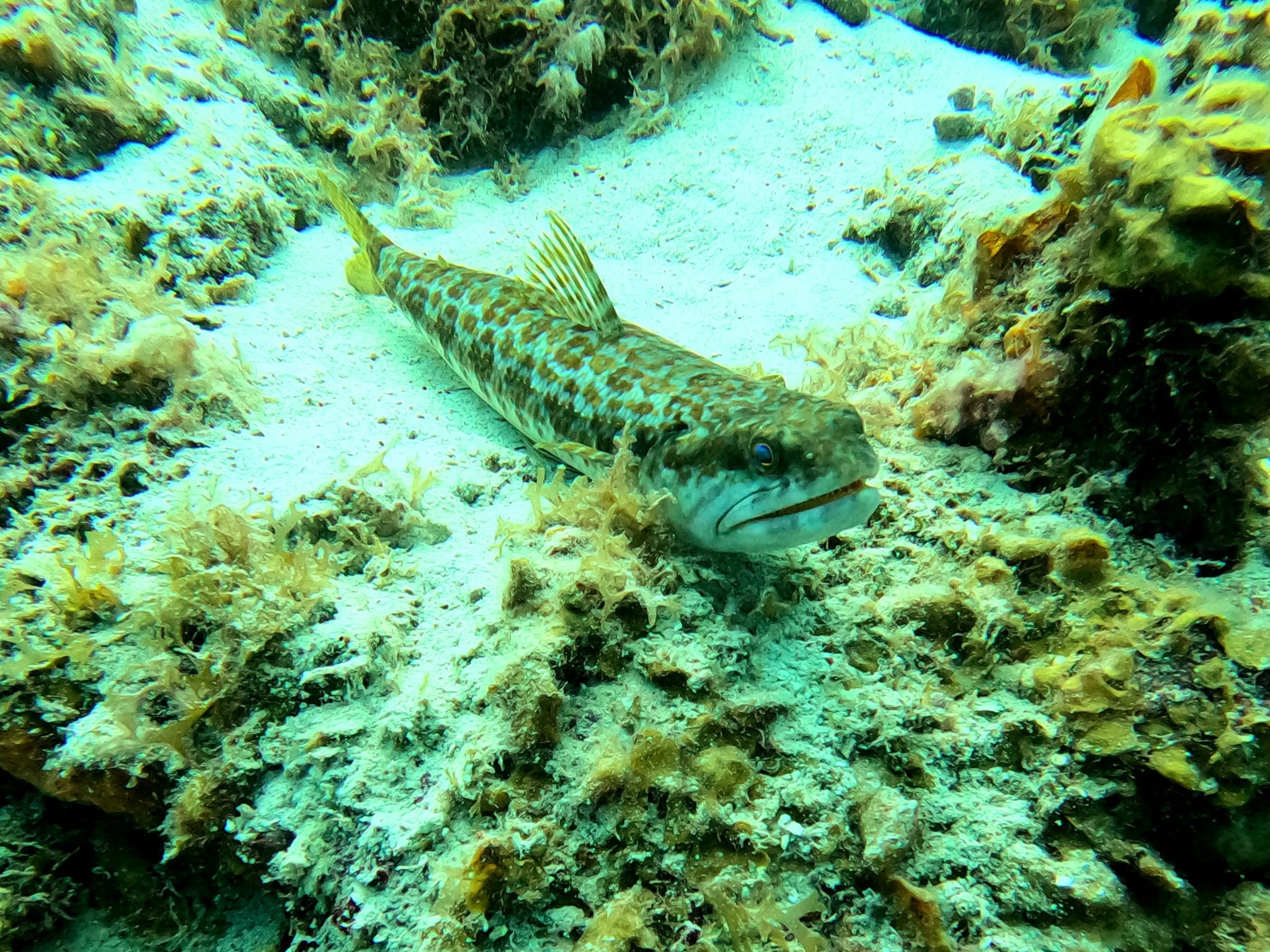 Vakantie - Curacao - reisblog - reistip - wildlife