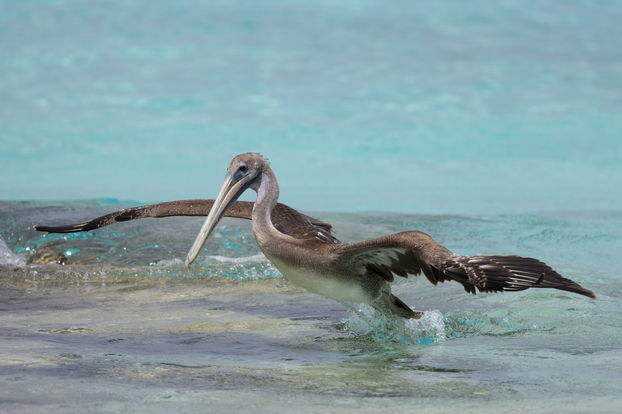 Vakantie - Curacao - reisblog - reistip - wildlife