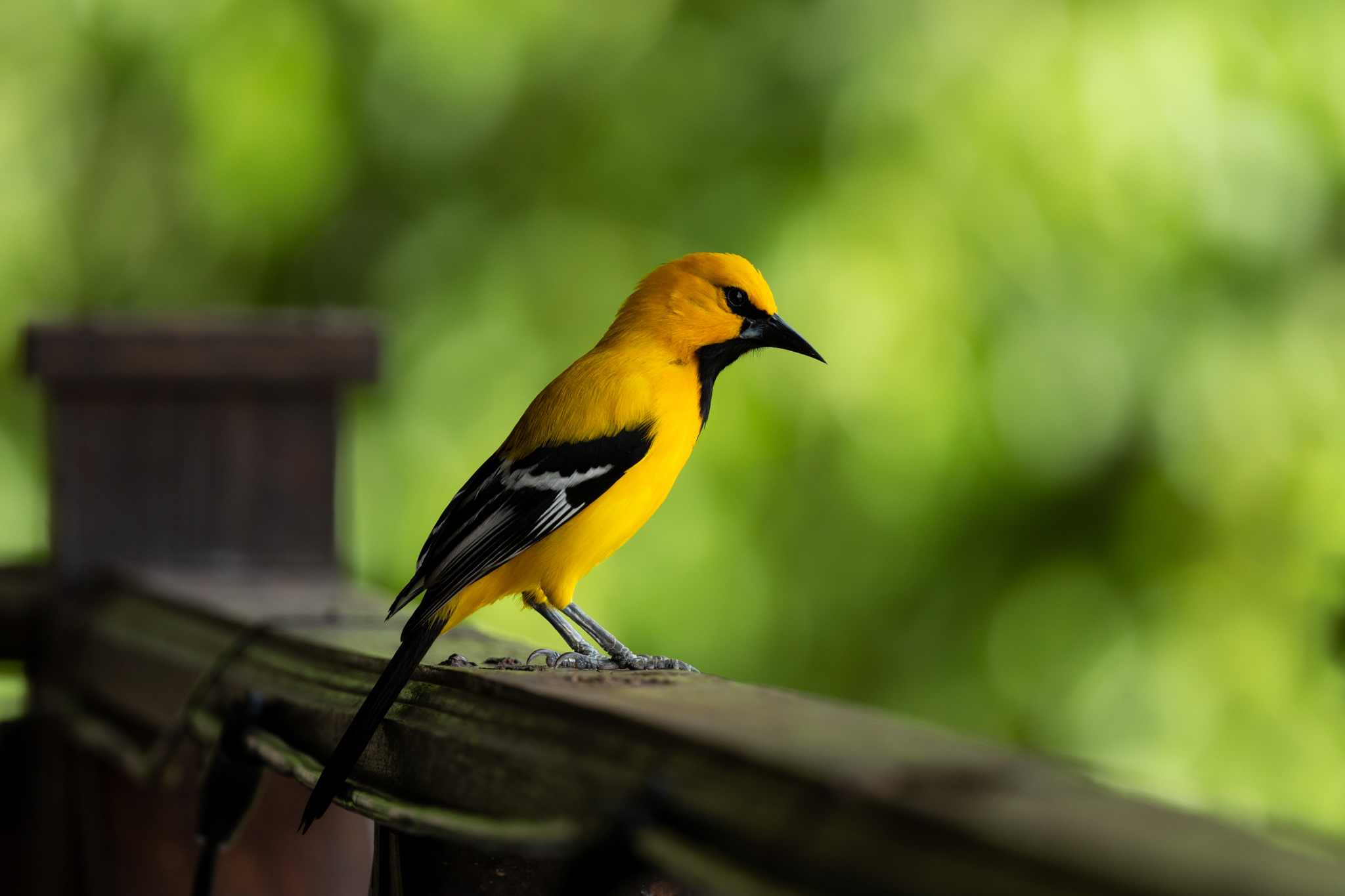 Vakantie - Curacao - reisblog - reistip - wildlife