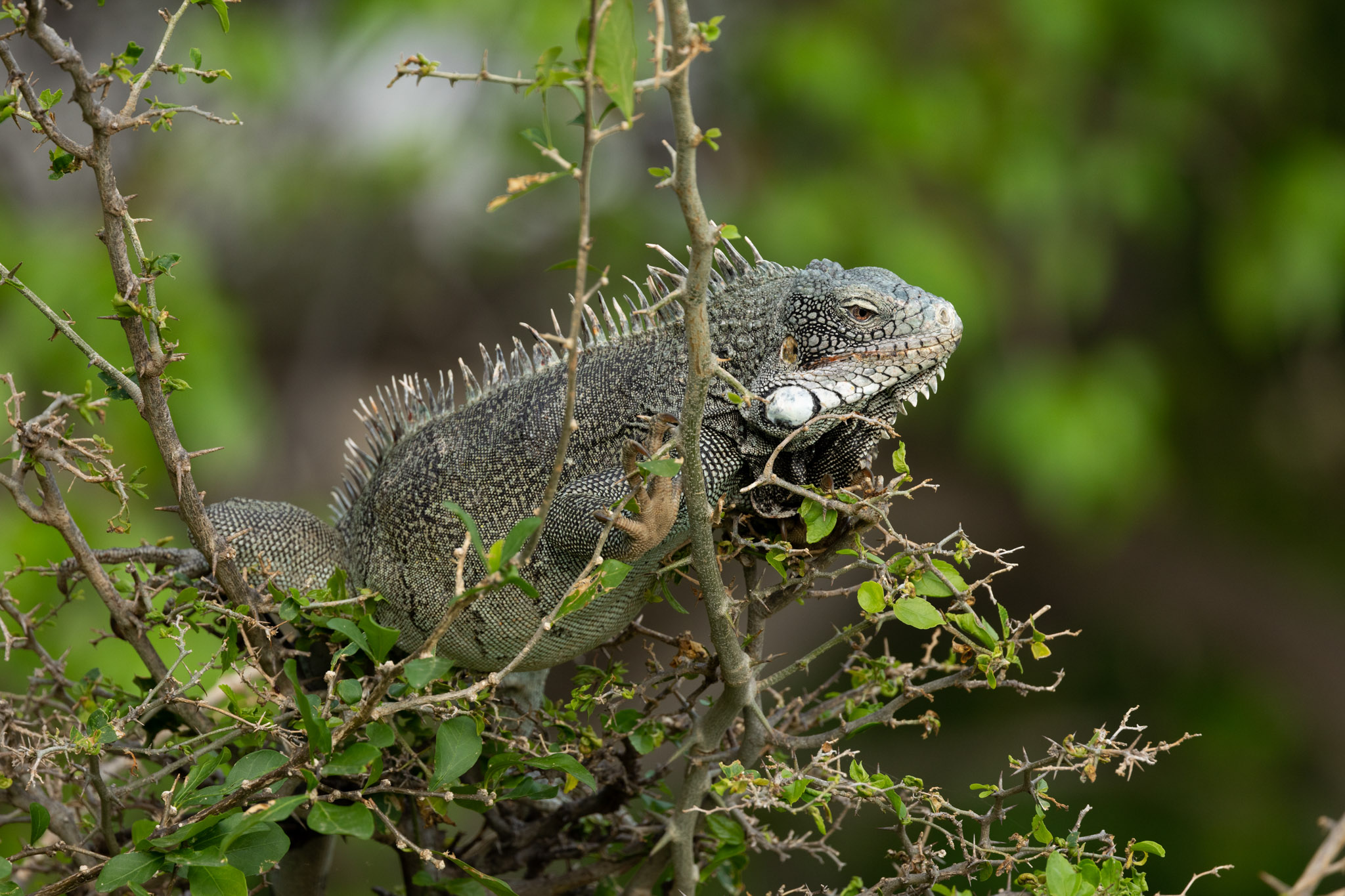 Vakantie - Curacao - reisblog - reistip - wildlife