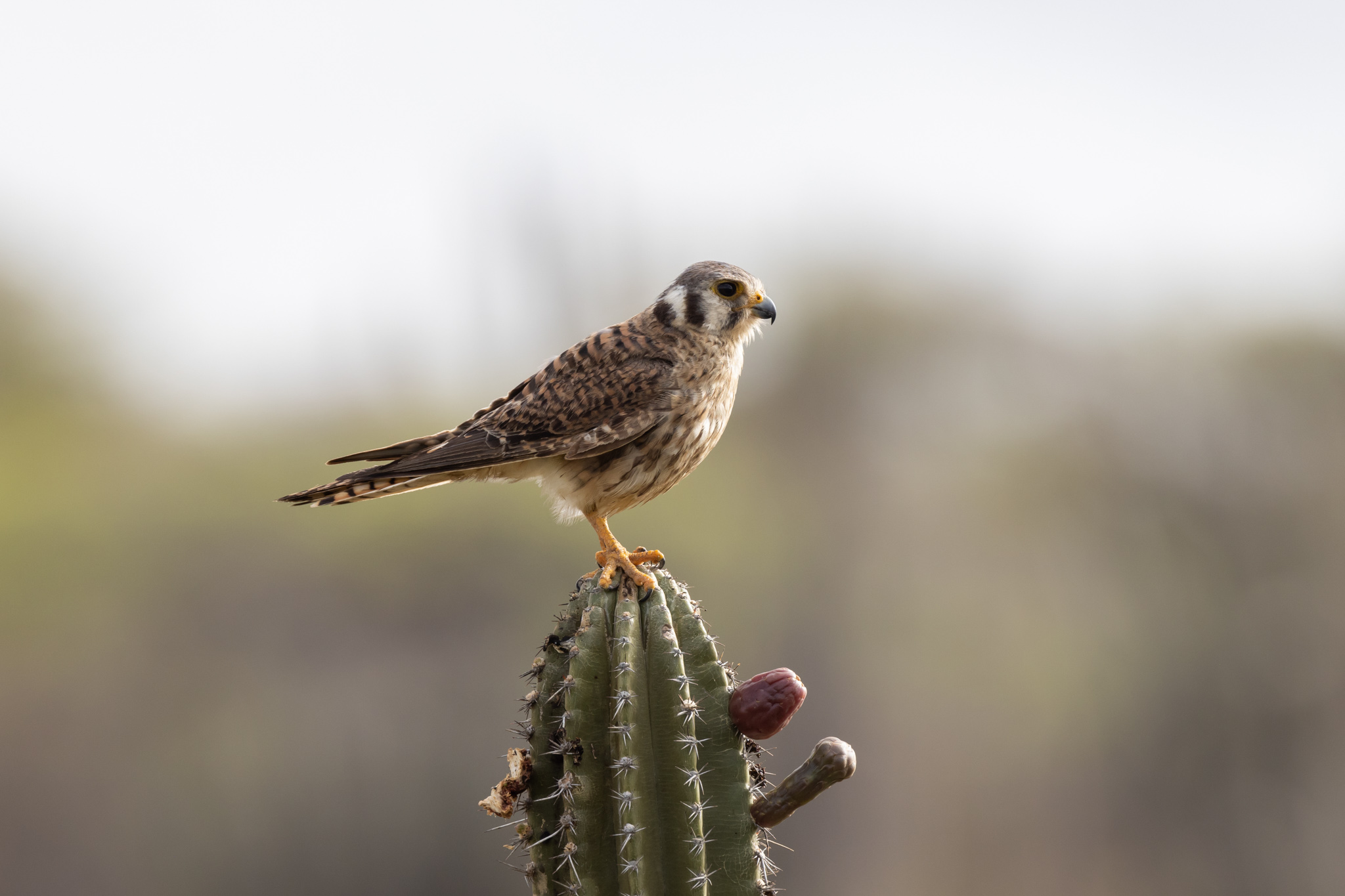 Vakantie - Curacao - reisblog - reistip