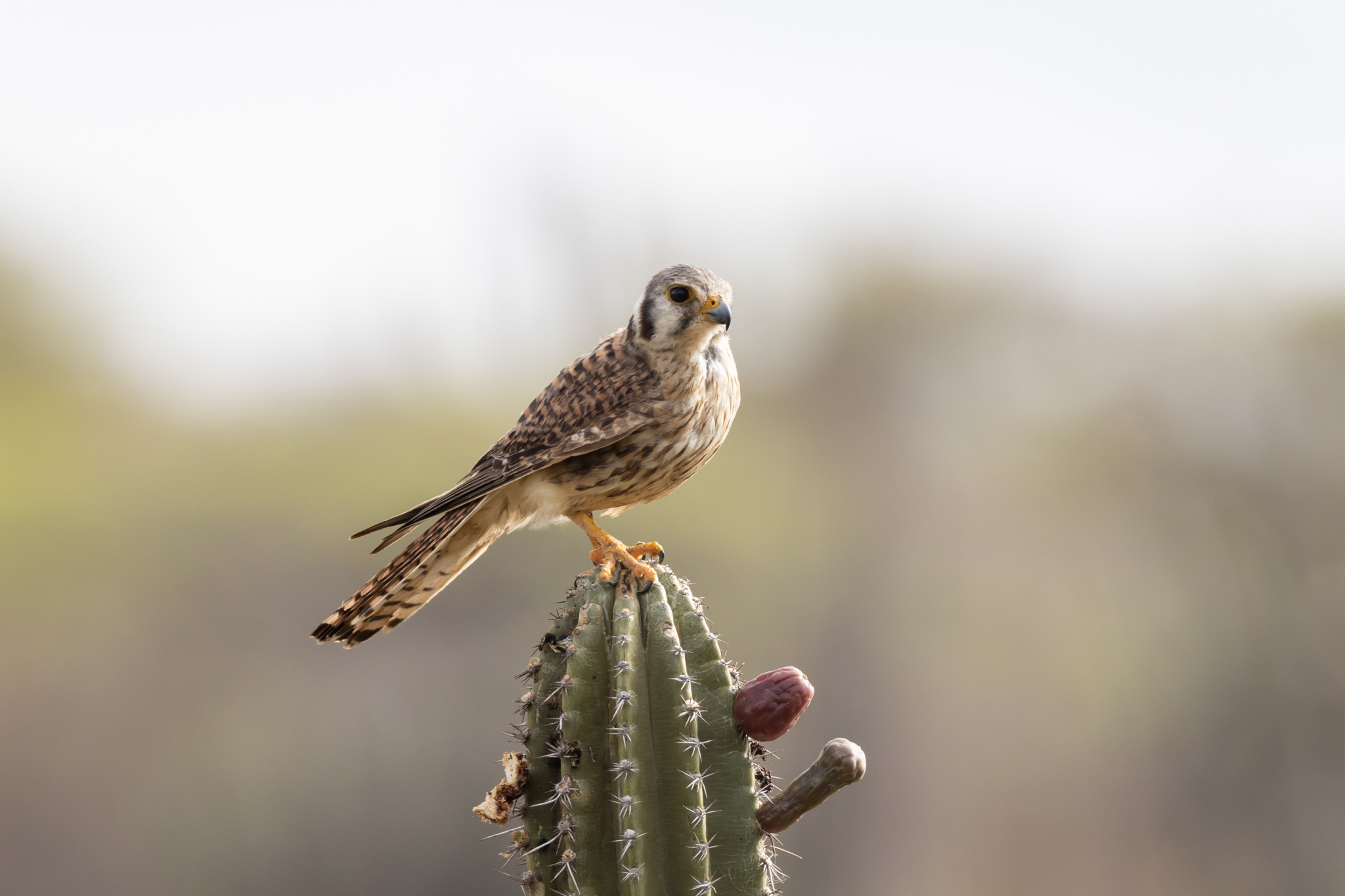 Vakantie - Curacao - reisblog - reistip - wildlife