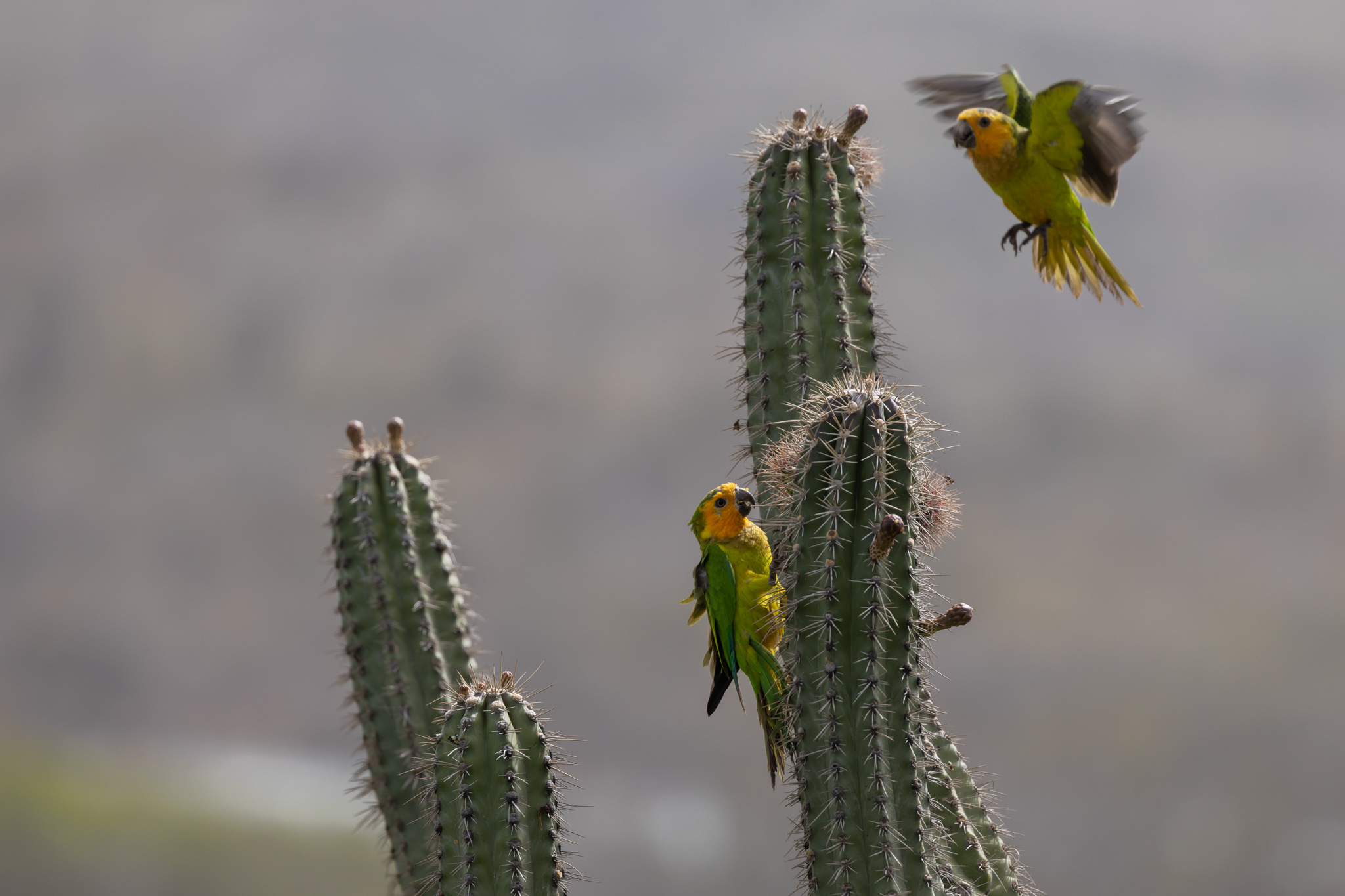 Vakantie - Curacao - reisblog - reistip - wildlife