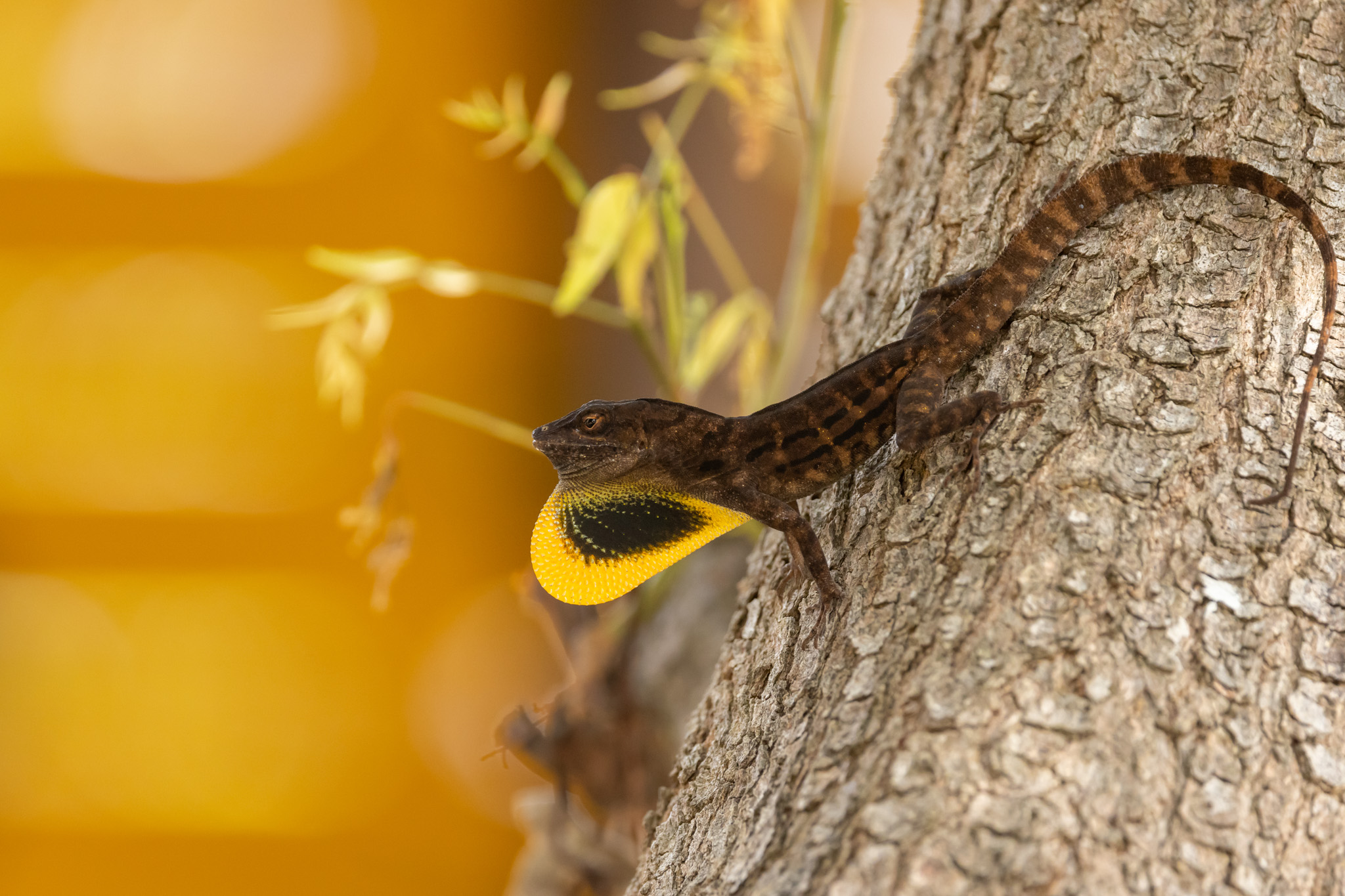 Vakantie - Curacao - reisblog - reistip - wildlife