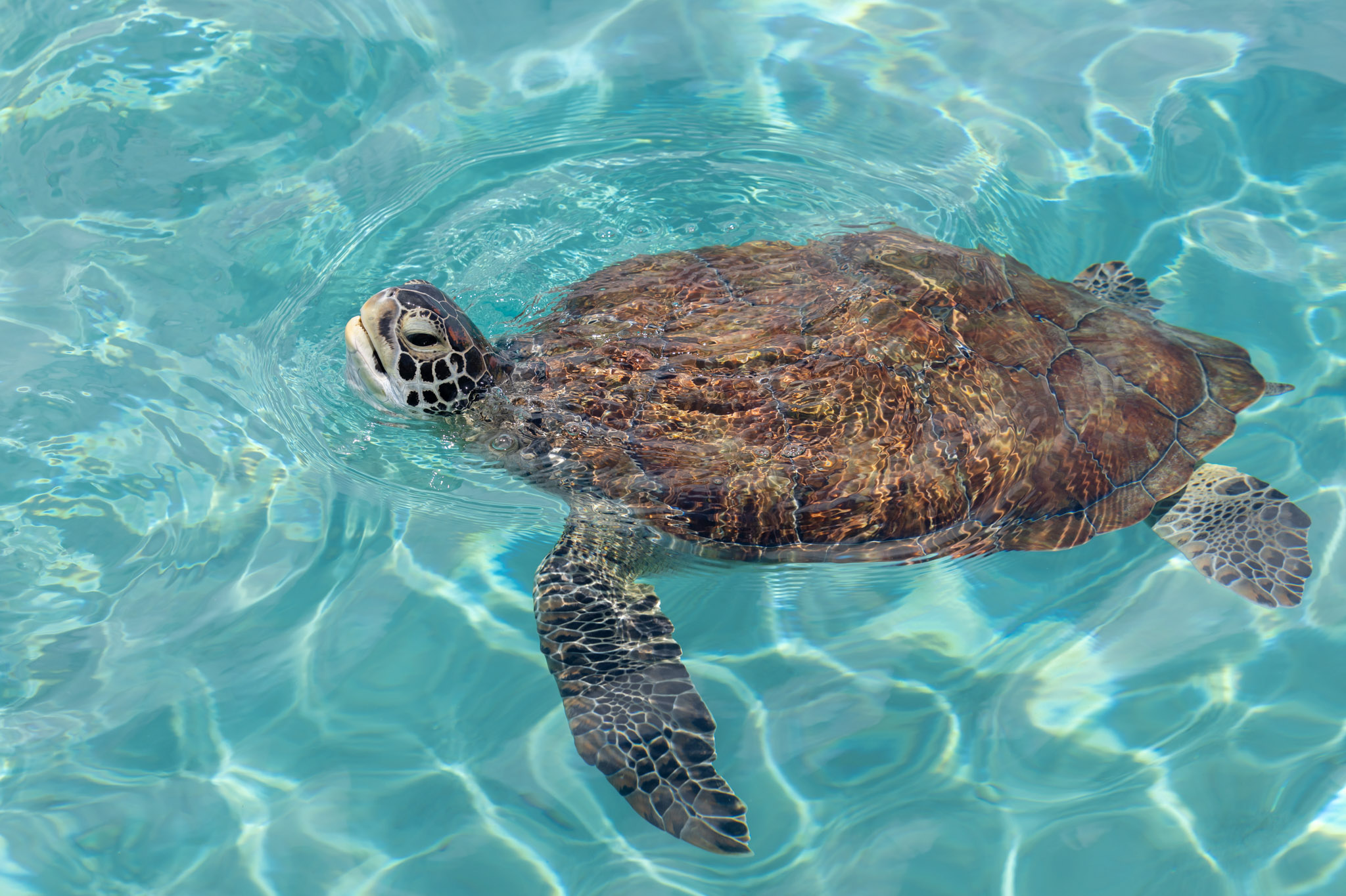 Vakantie - Curacao - reisblog - reistip - Caraïben