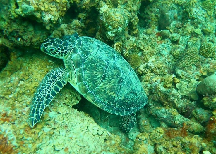 Vakantie - Curacao - reisblog - reistip - wildlife