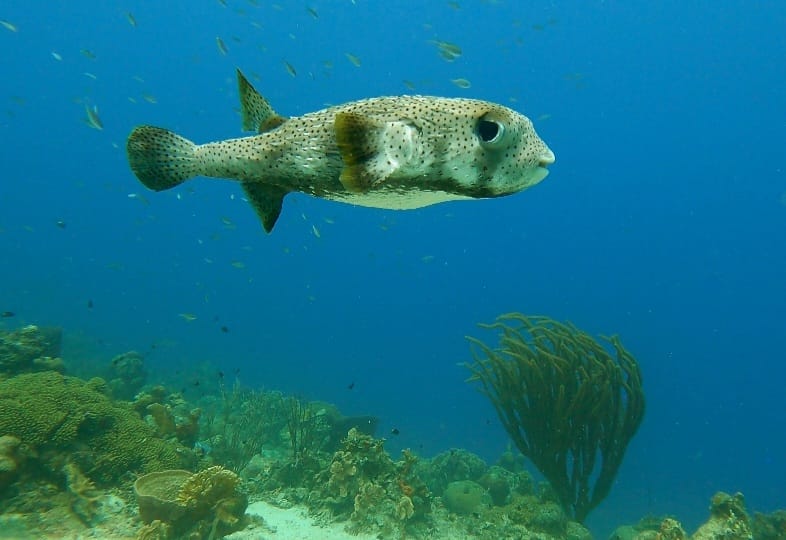 Vakantie - Curacao - reisblog - reistip - wildlife