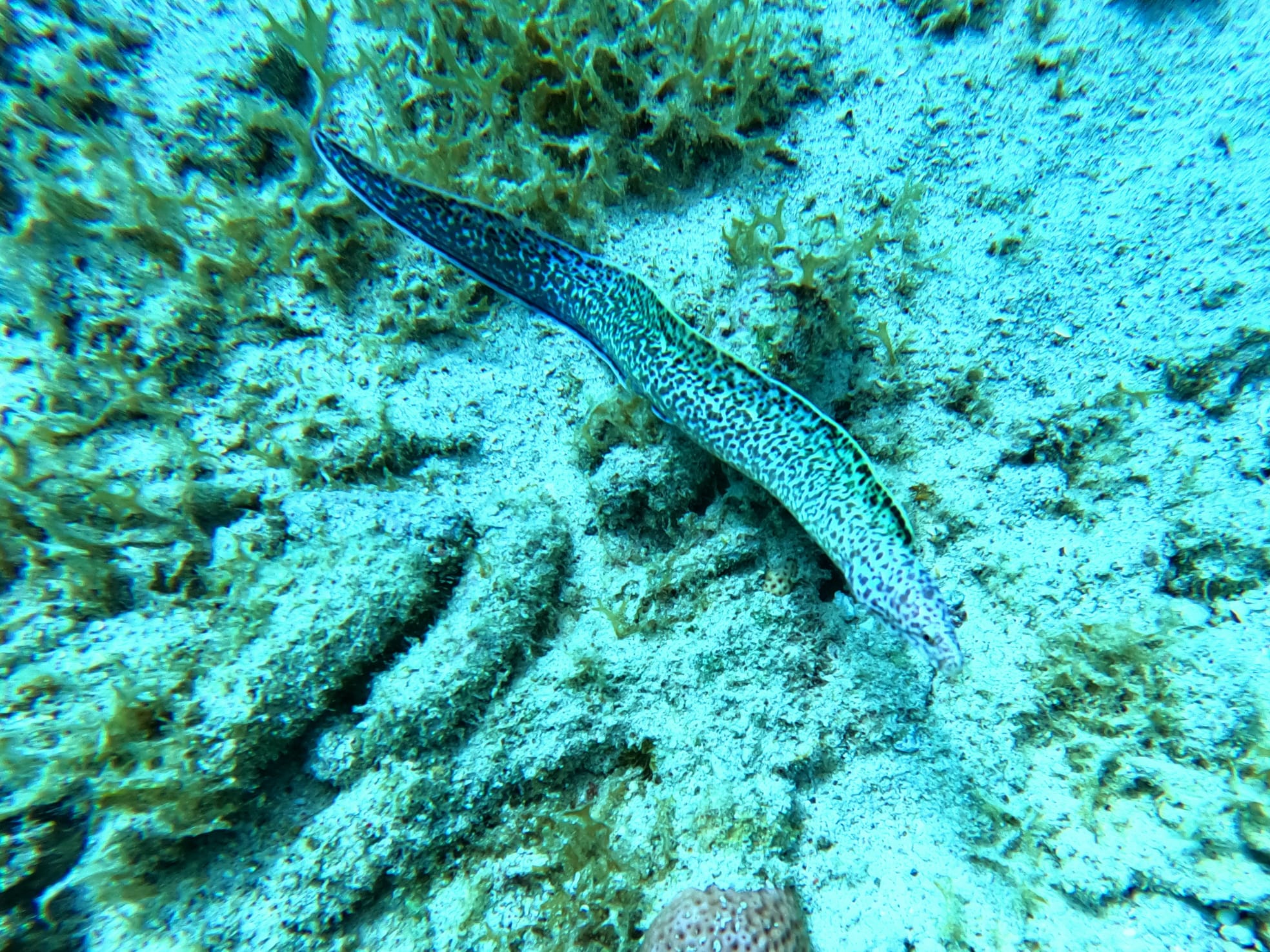 Vakantie - Curacao - reisblog - reistip -wildlife